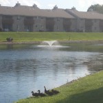 Waterfront_Pond w Ducks